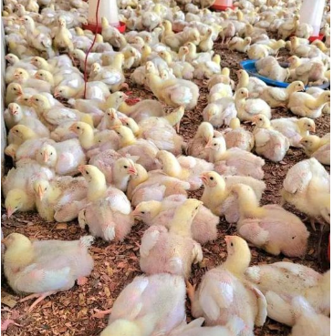 Poultry Farm